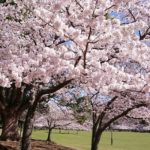 お花見ツーリング 関西おすすめスポット！奈良公園 東大寺！！