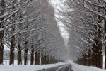 滋賀県マキノ 雪化粧 に染まった 冬のメタセコイア並木がヤバ過ぎる！