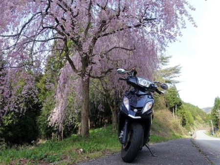 枝垂桜とGTRaeroの写真