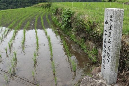 良質な水で作られるお米はおいしく育つ稲の写真