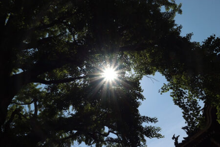 天然記念物のイチョウの木から狙った「キラ～ン」の写真