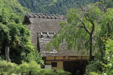 樹齢１００年の枝垂桜裏の茅葺屋根の家屋の写真