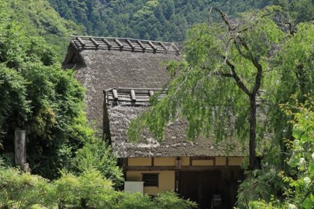 樹齢１００年の枝垂桜裏の茅葺屋根の家屋の写真