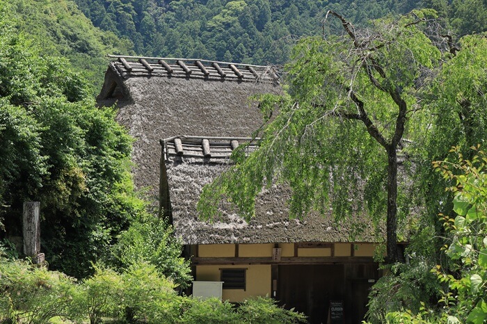 樹齢100年の枝垂桜裏の茅葺屋根の家屋の写真
