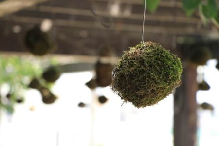 苔玉の緑が残っているところの写真